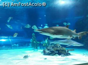 [P01] Budapesta, Tropicarium [2016] » foto by Adrian.TM
 - 
<span class="allrVoted glyphicon glyphicon-heart hidden" id="av921773"></span>
<a class="m-l-10 hidden" id="sv921773" onclick="voting_Foto_DelVot(,921773,23035)" role="button">șterge vot <span class="glyphicon glyphicon-remove"></span></a>
<a id="v9921773" class=" c-red"  onclick="voting_Foto_SetVot(921773)" role="button"><span class="glyphicon glyphicon-heart-empty"></span> <b>LIKE</b> = Votează poza</a> <img class="hidden"  id="f921773W9" src="/imagini/loader.gif" border="0" /><span class="AjErrMes hidden" id="e921773ErM"></span>