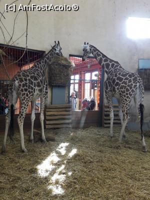 [P10] Budapesta, Zoo [2016] » foto by Adrian.TM
 - 
<span class="allrVoted glyphicon glyphicon-heart hidden" id="av921786"></span>
<a class="m-l-10 hidden" id="sv921786" onclick="voting_Foto_DelVot(,921786,23035)" role="button">șterge vot <span class="glyphicon glyphicon-remove"></span></a>
<a id="v9921786" class=" c-red"  onclick="voting_Foto_SetVot(921786)" role="button"><span class="glyphicon glyphicon-heart-empty"></span> <b>LIKE</b> = Votează poza</a> <img class="hidden"  id="f921786W9" src="/imagini/loader.gif" border="0" /><span class="AjErrMes hidden" id="e921786ErM"></span>