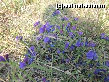 [P66] Floricele pe caampiii....in curtea Muzeului Arheologic » foto by le_maitre
 - 
<span class="allrVoted glyphicon glyphicon-heart hidden" id="av324338"></span>
<a class="m-l-10 hidden" id="sv324338" onclick="voting_Foto_DelVot(,324338,23043)" role="button">șterge vot <span class="glyphicon glyphicon-remove"></span></a>
<a id="v9324338" class=" c-red"  onclick="voting_Foto_SetVot(324338)" role="button"><span class="glyphicon glyphicon-heart-empty"></span> <b>LIKE</b> = Votează poza</a> <img class="hidden"  id="f324338W9" src="/imagini/loader.gif" border="0" /><span class="AjErrMes hidden" id="e324338ErM"></span>