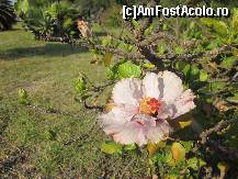 [P68] Floricele...in aceeasi curte » foto by le_maitre
 - 
<span class="allrVoted glyphicon glyphicon-heart hidden" id="av324340"></span>
<a class="m-l-10 hidden" id="sv324340" onclick="voting_Foto_DelVot(,324340,23043)" role="button">șterge vot <span class="glyphicon glyphicon-remove"></span></a>
<a id="v9324340" class=" c-red"  onclick="voting_Foto_SetVot(324340)" role="button"><span class="glyphicon glyphicon-heart-empty"></span> <b>LIKE</b> = Votează poza</a> <img class="hidden"  id="f324340W9" src="/imagini/loader.gif" border="0" /><span class="AjErrMes hidden" id="e324340ErM"></span>