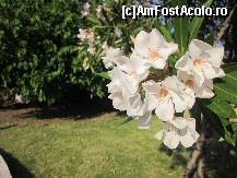 [P69] Flori...once again » foto by le_maitre
 - 
<span class="allrVoted glyphicon glyphicon-heart hidden" id="av324341"></span>
<a class="m-l-10 hidden" id="sv324341" onclick="voting_Foto_DelVot(,324341,23043)" role="button">șterge vot <span class="glyphicon glyphicon-remove"></span></a>
<a id="v9324341" class=" c-red"  onclick="voting_Foto_SetVot(324341)" role="button"><span class="glyphicon glyphicon-heart-empty"></span> <b>LIKE</b> = Votează poza</a> <img class="hidden"  id="f324341W9" src="/imagini/loader.gif" border="0" /><span class="AjErrMes hidden" id="e324341ErM"></span>