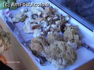 [P33] Mama natură ne hrănește: ciuperci de pădure » foto by Mitica49
 - 
<span class="allrVoted glyphicon glyphicon-heart hidden" id="av922940"></span>
<a class="m-l-10 hidden" id="sv922940" onclick="voting_Foto_DelVot(,922940,23060)" role="button">șterge vot <span class="glyphicon glyphicon-remove"></span></a>
<a id="v9922940" class=" c-red"  onclick="voting_Foto_SetVot(922940)" role="button"><span class="glyphicon glyphicon-heart-empty"></span> <b>LIKE</b> = Votează poza</a> <img class="hidden"  id="f922940W9" src="/imagini/loader.gif" border="0" /><span class="AjErrMes hidden" id="e922940ErM"></span>