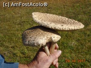 [P34]  -- <small>// FĂRĂ DESCRIERE</small> » foto by Mitica49
 - 
<span class="allrVoted glyphicon glyphicon-heart hidden" id="av922941"></span>
<a class="m-l-10 hidden" id="sv922941" onclick="voting_Foto_DelVot(,922941,23060)" role="button">șterge vot <span class="glyphicon glyphicon-remove"></span></a>
<a id="v9922941" class=" c-red"  onclick="voting_Foto_SetVot(922941)" role="button"><span class="glyphicon glyphicon-heart-empty"></span> <b>LIKE</b> = Votează poza</a> <img class="hidden"  id="f922941W9" src="/imagini/loader.gif" border="0" /><span class="AjErrMes hidden" id="e922941ErM"></span>