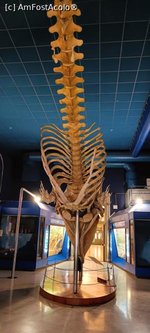 [P27] Zona vertebrate. » foto by tata123 🔱
 - 
<span class="allrVoted glyphicon glyphicon-heart hidden" id="av1422451"></span>
<a class="m-l-10 hidden" id="sv1422451" onclick="voting_Foto_DelVot(,1422451,23064)" role="button">șterge vot <span class="glyphicon glyphicon-remove"></span></a>
<a id="v91422451" class=" c-red"  onclick="voting_Foto_SetVot(1422451)" role="button"><span class="glyphicon glyphicon-heart-empty"></span> <b>LIKE</b> = Votează poza</a> <img class="hidden"  id="f1422451W9" src="/imagini/loader.gif" border="0" /><span class="AjErrMes hidden" id="e1422451ErM"></span>