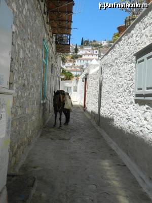 [P17] Hydra: oare avem și noi loc pe aici?  » foto by Dabator
 - 
<span class="allrVoted glyphicon glyphicon-heart hidden" id="av618309"></span>
<a class="m-l-10 hidden" id="sv618309" onclick="voting_Foto_DelVot(,618309,23081)" role="button">șterge vot <span class="glyphicon glyphicon-remove"></span></a>
<a id="v9618309" class=" c-red"  onclick="voting_Foto_SetVot(618309)" role="button"><span class="glyphicon glyphicon-heart-empty"></span> <b>LIKE</b> = Votează poza</a> <img class="hidden"  id="f618309W9" src="/imagini/loader.gif" border="0" /><span class="AjErrMes hidden" id="e618309ErM"></span>