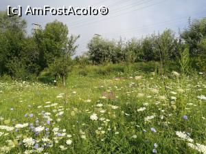 [P09] Fâneața din curte, sub soarele dimineții » foto by crismis
 - 
<span class="allrVoted glyphicon glyphicon-heart hidden" id="av924712"></span>
<a class="m-l-10 hidden" id="sv924712" onclick="voting_Foto_DelVot(,924712,23091)" role="button">șterge vot <span class="glyphicon glyphicon-remove"></span></a>
<a id="v9924712" class=" c-red"  onclick="voting_Foto_SetVot(924712)" role="button"><span class="glyphicon glyphicon-heart-empty"></span> <b>LIKE</b> = Votează poza</a> <img class="hidden"  id="f924712W9" src="/imagini/loader.gif" border="0" /><span class="AjErrMes hidden" id="e924712ErM"></span>