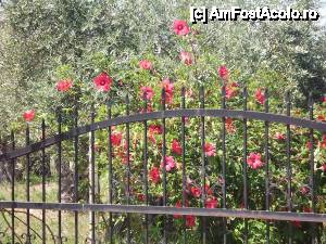 [P27]  -- <small>// FĂRĂ DESCRIERE</small> » foto by diana-camelia*
 - 
<span class="allrVoted glyphicon glyphicon-heart hidden" id="av447192"></span>
<a class="m-l-10 hidden" id="sv447192" onclick="voting_Foto_DelVot(,447192,23104)" role="button">șterge vot <span class="glyphicon glyphicon-remove"></span></a>
<a id="v9447192" class=" c-red"  onclick="voting_Foto_SetVot(447192)" role="button"><span class="glyphicon glyphicon-heart-empty"></span> <b>LIKE</b> = Votează poza</a> <img class="hidden"  id="f447192W9" src="/imagini/loader.gif" border="0" /><span class="AjErrMes hidden" id="e447192ErM"></span>