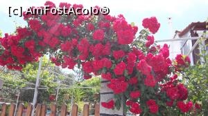 [P10] Pe faleza in luna mai » foto by Nicu
 - 
<span class="allrVoted glyphicon glyphicon-heart hidden" id="av943185"></span>
<a class="m-l-10 hidden" id="sv943185" onclick="voting_Foto_DelVot(,943185,23106)" role="button">șterge vot <span class="glyphicon glyphicon-remove"></span></a>
<a id="v9943185" class=" c-red"  onclick="voting_Foto_SetVot(943185)" role="button"><span class="glyphicon glyphicon-heart-empty"></span> <b>LIKE</b> = Votează poza</a> <img class="hidden"  id="f943185W9" src="/imagini/loader.gif" border="0" /><span class="AjErrMes hidden" id="e943185ErM"></span>