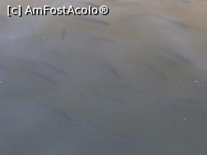 [P23] Aici puteti vedea pastravii » foto by DOINITA
 - 
<span class="allrVoted glyphicon glyphicon-heart hidden" id="av953557"></span>
<a class="m-l-10 hidden" id="sv953557" onclick="voting_Foto_DelVot(,953557,23130)" role="button">șterge vot <span class="glyphicon glyphicon-remove"></span></a>
<a id="v9953557" class=" c-red"  onclick="voting_Foto_SetVot(953557)" role="button"><span class="glyphicon glyphicon-heart-empty"></span> <b>LIKE</b> = Votează poza</a> <img class="hidden"  id="f953557W9" src="/imagini/loader.gif" border="0" /><span class="AjErrMes hidden" id="e953557ErM"></span>