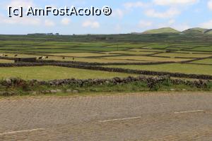 [P09] Insula Terceira, loturile de pământ îngrădite cu ziduri și libertinele văcuțe... » foto by mprofeanu
 - 
<span class="allrVoted glyphicon glyphicon-heart hidden" id="av979588"></span>
<a class="m-l-10 hidden" id="sv979588" onclick="voting_Foto_DelVot(,979588,23160)" role="button">șterge vot <span class="glyphicon glyphicon-remove"></span></a>
<a id="v9979588" class=" c-red"  onclick="voting_Foto_SetVot(979588)" role="button"><span class="glyphicon glyphicon-heart-empty"></span> <b>LIKE</b> = Votează poza</a> <img class="hidden"  id="f979588W9" src="/imagini/loader.gif" border="0" /><span class="AjErrMes hidden" id="e979588ErM"></span>