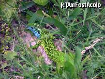 [P25] La Cheile Dobrogei, convietuim impreuna » foto by pepsi70ro
 - 
<span class="allrVoted glyphicon glyphicon-heart hidden" id="av279292"></span>
<a class="m-l-10 hidden" id="sv279292" onclick="voting_Foto_DelVot(,279292,23162)" role="button">șterge vot <span class="glyphicon glyphicon-remove"></span></a>
<a id="v9279292" class=" c-red"  onclick="voting_Foto_SetVot(279292)" role="button"><span class="glyphicon glyphicon-heart-empty"></span> <b>LIKE</b> = Votează poza</a> <img class="hidden"  id="f279292W9" src="/imagini/loader.gif" border="0" /><span class="AjErrMes hidden" id="e279292ErM"></span>