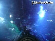 [P10] prin tunel » foto by celeste
 - 
<span class="allrVoted glyphicon glyphicon-heart hidden" id="av146730"></span>
<a class="m-l-10 hidden" id="sv146730" onclick="voting_Foto_DelVot(,146730,23164)" role="button">șterge vot <span class="glyphicon glyphicon-remove"></span></a>
<a id="v9146730" class=" c-red"  onclick="voting_Foto_SetVot(146730)" role="button"><span class="glyphicon glyphicon-heart-empty"></span> <b>LIKE</b> = Votează poza</a> <img class="hidden"  id="f146730W9" src="/imagini/loader.gif" border="0" /><span class="AjErrMes hidden" id="e146730ErM"></span>