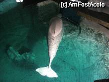 [P12] Balena alba Beluga » foto by vini
 - 
<span class="allrVoted glyphicon glyphicon-heart hidden" id="av72581"></span>
<a class="m-l-10 hidden" id="sv72581" onclick="voting_Foto_DelVot(,72581,23164)" role="button">șterge vot <span class="glyphicon glyphicon-remove"></span></a>
<a id="v972581" class=" c-red"  onclick="voting_Foto_SetVot(72581)" role="button"><span class="glyphicon glyphicon-heart-empty"></span> <b>LIKE</b> = Votează poza</a> <img class="hidden"  id="f72581W9" src="/imagini/loader.gif" border="0" /><span class="AjErrMes hidden" id="e72581ErM"></span>