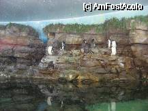 [P13] Habitatul pinguinilor de la Oceanografic. Cred ca-si faceau siesta, ca altfel cred ca sunt foarte vioi (altfel nu se explica amfiteatrul cu o gramada de locuri din fata acestui acvariu) » foto by vini
 - 
<span class="allrVoted glyphicon glyphicon-heart hidden" id="av72582"></span>
<a class="m-l-10 hidden" id="sv72582" onclick="voting_Foto_DelVot(,72582,23164)" role="button">șterge vot <span class="glyphicon glyphicon-remove"></span></a>
<a id="v972582" class=" c-red"  onclick="voting_Foto_SetVot(72582)" role="button"><span class="glyphicon glyphicon-heart-empty"></span> <b>LIKE</b> = Votează poza</a> <img class="hidden"  id="f72582W9" src="/imagini/loader.gif" border="0" /><span class="AjErrMes hidden" id="e72582ErM"></span>