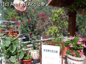 [P27] Florile sunt primele care vă întâmpină la Horizon » foto by Alina53
 - 
<span class="allrVoted glyphicon glyphicon-heart hidden" id="av968504"></span>
<a class="m-l-10 hidden" id="sv968504" onclick="voting_Foto_DelVot(,968504,23179)" role="button">șterge vot <span class="glyphicon glyphicon-remove"></span></a>
<a id="v9968504" class=" c-red"  onclick="voting_Foto_SetVot(968504)" role="button"><span class="glyphicon glyphicon-heart-empty"></span> <b>LIKE</b> = Votează poza</a> <img class="hidden"  id="f968504W9" src="/imagini/loader.gif" border="0" /><span class="AjErrMes hidden" id="e968504ErM"></span>