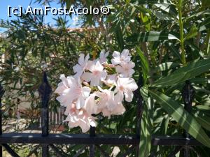 [P05] Flori frumoase în apropiere, în Kavos. » foto by maryka
 - 
<span class="allrVoted glyphicon glyphicon-heart hidden" id="av1281476"></span>
<a class="m-l-10 hidden" id="sv1281476" onclick="voting_Foto_DelVot(,1281476,23184)" role="button">șterge vot <span class="glyphicon glyphicon-remove"></span></a>
<a id="v91281476" class=" c-red"  onclick="voting_Foto_SetVot(1281476)" role="button"><span class="glyphicon glyphicon-heart-empty"></span> <b>LIKE</b> = Votează poza</a> <img class="hidden"  id="f1281476W9" src="/imagini/loader.gif" border="0" /><span class="AjErrMes hidden" id="e1281476ErM"></span>