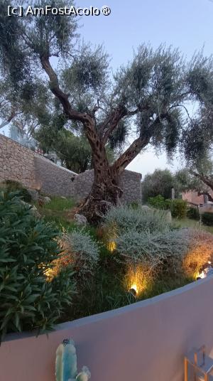 [P70] „Oliva” » foto by Dragoș_MD
 - 
<span class="allrVoted glyphicon glyphicon-heart hidden" id="av1508159"></span>
<a class="m-l-10 hidden" id="sv1508159" onclick="voting_Foto_DelVot(,1508159,23185)" role="button">șterge vot <span class="glyphicon glyphicon-remove"></span></a>
<a id="v91508159" class=" c-red"  onclick="voting_Foto_SetVot(1508159)" role="button"><span class="glyphicon glyphicon-heart-empty"></span> <b>LIKE</b> = Votează poza</a> <img class="hidden"  id="f1508159W9" src="/imagini/loader.gif" border="0" /><span class="AjErrMes hidden" id="e1508159ErM"></span>