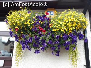 [P16] Toate pline de flori.  » foto by Aurici
 - 
<span class="allrVoted glyphicon glyphicon-heart hidden" id="av932963"></span>
<a class="m-l-10 hidden" id="sv932963" onclick="voting_Foto_DelVot(,932963,23255)" role="button">șterge vot <span class="glyphicon glyphicon-remove"></span></a>
<a id="v9932963" class=" c-red"  onclick="voting_Foto_SetVot(932963)" role="button"><span class="glyphicon glyphicon-heart-empty"></span> <b>LIKE</b> = Votează poza</a> <img class="hidden"  id="f932963W9" src="/imagini/loader.gif" border="0" /><span class="AjErrMes hidden" id="e932963ErM"></span>