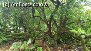 [P39] Gradinile Armadale, insula Skye - vegetatie interesanta.  » foto by Aurici
 - 
<span class="allrVoted glyphicon glyphicon-heart hidden" id="av932986"></span>
<a class="m-l-10 hidden" id="sv932986" onclick="voting_Foto_DelVot(,932986,23255)" role="button">șterge vot <span class="glyphicon glyphicon-remove"></span></a>
<a id="v9932986" class=" c-red"  onclick="voting_Foto_SetVot(932986)" role="button"><span class="glyphicon glyphicon-heart-empty"></span> <b>LIKE</b> = Votează poza</a> <img class="hidden"  id="f932986W9" src="/imagini/loader.gif" border="0" /><span class="AjErrMes hidden" id="e932986ErM"></span>