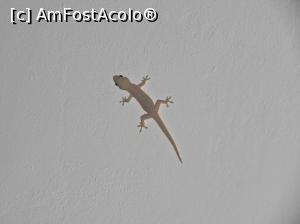[P13] Prezente nocturne, atat in interior cat si in exterior, total inofensive, de ajutor in combaterea tantarilor » foto by alinpop
 - 
<span class="allrVoted glyphicon glyphicon-heart hidden" id="av940233"></span>
<a class="m-l-10 hidden" id="sv940233" onclick="voting_Foto_DelVot(,940233,23361)" role="button">șterge vot <span class="glyphicon glyphicon-remove"></span></a>
<a id="v9940233" class=" c-red"  onclick="voting_Foto_SetVot(940233)" role="button"><span class="glyphicon glyphicon-heart-empty"></span> <b>LIKE</b> = Votează poza</a> <img class="hidden"  id="f940233W9" src="/imagini/loader.gif" border="0" /><span class="AjErrMes hidden" id="e940233ErM"></span>