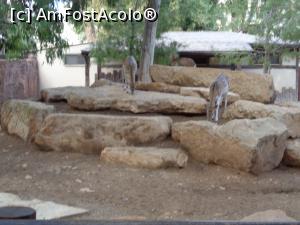 [P01] limassol zoo » foto by bogdan 75
 - 
<span class="allrVoted glyphicon glyphicon-heart hidden" id="av941310"></span>
<a class="m-l-10 hidden" id="sv941310" onclick="voting_Foto_DelVot(,941310,23378)" role="button">șterge vot <span class="glyphicon glyphicon-remove"></span></a>
<a id="v9941310" class=" c-red"  onclick="voting_Foto_SetVot(941310)" role="button"><span class="glyphicon glyphicon-heart-empty"></span> <b>LIKE</b> = Votează poza</a> <img class="hidden"  id="f941310W9" src="/imagini/loader.gif" border="0" /><span class="AjErrMes hidden" id="e941310ErM"></span>