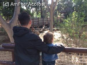 [P15] puii mei la zoo limassol » foto by bogdan 75
 - 
<span class="allrVoted glyphicon glyphicon-heart hidden" id="av941324"></span>
<a class="m-l-10 hidden" id="sv941324" onclick="voting_Foto_DelVot(,941324,23378)" role="button">șterge vot <span class="glyphicon glyphicon-remove"></span></a>
<a id="v9941324" class=" c-red"  onclick="voting_Foto_SetVot(941324)" role="button"><span class="glyphicon glyphicon-heart-empty"></span> <b>LIKE</b> = Votează poza</a> <img class="hidden"  id="f941324W9" src="/imagini/loader.gif" border="0" /><span class="AjErrMes hidden" id="e941324ErM"></span>
