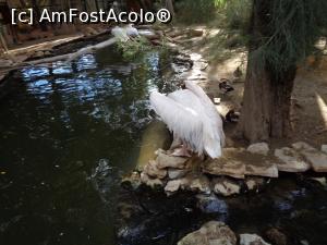 [P04] zoo limassol » foto by bogdan 75
 - 
<span class="allrVoted glyphicon glyphicon-heart hidden" id="av941313"></span>
<a class="m-l-10 hidden" id="sv941313" onclick="voting_Foto_DelVot(,941313,23378)" role="button">șterge vot <span class="glyphicon glyphicon-remove"></span></a>
<a id="v9941313" class=" c-red"  onclick="voting_Foto_SetVot(941313)" role="button"><span class="glyphicon glyphicon-heart-empty"></span> <b>LIKE</b> = Votează poza</a> <img class="hidden"  id="f941313W9" src="/imagini/loader.gif" border="0" /><span class="AjErrMes hidden" id="e941313ErM"></span>