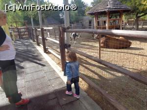 [P08] zoo limassol » foto by bogdan 75
 - 
<span class="allrVoted glyphicon glyphicon-heart hidden" id="av941317"></span>
<a class="m-l-10 hidden" id="sv941317" onclick="voting_Foto_DelVot(,941317,23378)" role="button">șterge vot <span class="glyphicon glyphicon-remove"></span></a>
<a id="v9941317" class=" c-red"  onclick="voting_Foto_SetVot(941317)" role="button"><span class="glyphicon glyphicon-heart-empty"></span> <b>LIKE</b> = Votează poza</a> <img class="hidden"  id="f941317W9" src="/imagini/loader.gif" border="0" /><span class="AjErrMes hidden" id="e941317ErM"></span>