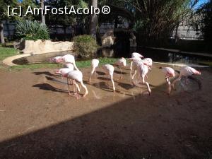 [P09] zoo » foto by bogdan 75
 - 
<span class="allrVoted glyphicon glyphicon-heart hidden" id="av941318"></span>
<a class="m-l-10 hidden" id="sv941318" onclick="voting_Foto_DelVot(,941318,23378)" role="button">șterge vot <span class="glyphicon glyphicon-remove"></span></a>
<a id="v9941318" class=" c-red"  onclick="voting_Foto_SetVot(941318)" role="button"><span class="glyphicon glyphicon-heart-empty"></span> <b>LIKE</b> = Votează poza</a> <img class="hidden"  id="f941318W9" src="/imagini/loader.gif" border="0" /><span class="AjErrMes hidden" id="e941318ErM"></span>