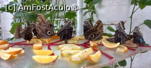 [P11] Dubai Butterfly Garden » foto by elenaadina
 - 
<span class="allrVoted glyphicon glyphicon-heart hidden" id="av1427687"></span>
<a class="m-l-10 hidden" id="sv1427687" onclick="voting_Foto_DelVot(,1427687,23380)" role="button">șterge vot <span class="glyphicon glyphicon-remove"></span></a>
<a id="v91427687" class=" c-red"  onclick="voting_Foto_SetVot(1427687)" role="button"><span class="glyphicon glyphicon-heart-empty"></span> <b>LIKE</b> = Votează poza</a> <img class="hidden"  id="f1427687W9" src="/imagini/loader.gif" border="0" /><span class="AjErrMes hidden" id="e1427687ErM"></span>