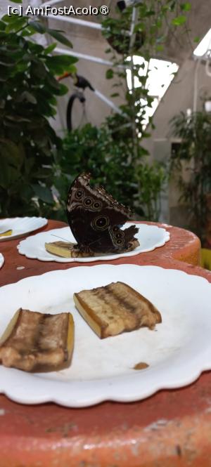 [P12] Dubai Butterfly Garden » foto by elenaadina
 - 
<span class="allrVoted glyphicon glyphicon-heart hidden" id="av1427688"></span>
<a class="m-l-10 hidden" id="sv1427688" onclick="voting_Foto_DelVot(,1427688,23380)" role="button">șterge vot <span class="glyphicon glyphicon-remove"></span></a>
<a id="v91427688" class=" c-red"  onclick="voting_Foto_SetVot(1427688)" role="button"><span class="glyphicon glyphicon-heart-empty"></span> <b>LIKE</b> = Votează poza</a> <img class="hidden"  id="f1427688W9" src="/imagini/loader.gif" border="0" /><span class="AjErrMes hidden" id="e1427688ErM"></span>