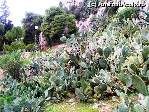 [P18] cactusi superbi!  » foto by melena
 - 
<span class="allrVoted glyphicon glyphicon-heart hidden" id="av578714"></span>
<a class="m-l-10 hidden" id="sv578714" onclick="voting_Foto_DelVot(,578714,23384)" role="button">șterge vot <span class="glyphicon glyphicon-remove"></span></a>
<a id="v9578714" class=" c-red"  onclick="voting_Foto_SetVot(578714)" role="button"><span class="glyphicon glyphicon-heart-empty"></span> <b>LIKE</b> = Votează poza</a> <img class="hidden"  id="f578714W9" src="/imagini/loader.gif" border="0" /><span class="AjErrMes hidden" id="e578714ErM"></span>