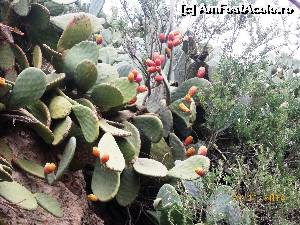 [P28] fructe de cactus!  » foto by melena
 - 
<span class="allrVoted glyphicon glyphicon-heart hidden" id="av578724"></span>
<a class="m-l-10 hidden" id="sv578724" onclick="voting_Foto_DelVot(,578724,23384)" role="button">șterge vot <span class="glyphicon glyphicon-remove"></span></a>
<a id="v9578724" class=" c-red"  onclick="voting_Foto_SetVot(578724)" role="button"><span class="glyphicon glyphicon-heart-empty"></span> <b>LIKE</b> = Votează poza</a> <img class="hidden"  id="f578724W9" src="/imagini/loader.gif" border="0" /><span class="AjErrMes hidden" id="e578724ErM"></span>