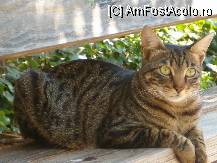 [P07] si pisica din poveste , blanda si fotogenica » foto by TORA INGRID
 - 
<span class="allrVoted glyphicon glyphicon-heart hidden" id="av103964"></span>
<a class="m-l-10 hidden" id="sv103964" onclick="voting_Foto_DelVot(,103964,23384)" role="button">șterge vot <span class="glyphicon glyphicon-remove"></span></a>
<a id="v9103964" class=" c-red"  onclick="voting_Foto_SetVot(103964)" role="button"><span class="glyphicon glyphicon-heart-empty"></span> <b>LIKE</b> = Votează poza</a> <img class="hidden"  id="f103964W9" src="/imagini/loader.gif" border="0" /><span class="AjErrMes hidden" id="e103964ErM"></span>