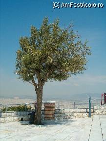 [P09] Maslinul de pe terasa din varful colinei Lykavittos , solitar reper fotografic » foto by TORA INGRID
 - 
<span class="allrVoted glyphicon glyphicon-heart hidden" id="av103968"></span>
<a class="m-l-10 hidden" id="sv103968" onclick="voting_Foto_DelVot(,103968,23384)" role="button">șterge vot <span class="glyphicon glyphicon-remove"></span></a>
<a id="v9103968" class=" c-red"  onclick="voting_Foto_SetVot(103968)" role="button"><span class="glyphicon glyphicon-heart-empty"></span> <b>LIKE</b> = Votează poza</a> <img class="hidden"  id="f103968W9" src="/imagini/loader.gif" border="0" /><span class="AjErrMes hidden" id="e103968ErM"></span>