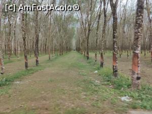 [P56] Plantație de arbori de cauciuc pe drumul spre hotel » foto by crismis
 - 
<span class="allrVoted glyphicon glyphicon-heart hidden" id="av1370571"></span>
<a class="m-l-10 hidden" id="sv1370571" onclick="voting_Foto_DelVot(,1370571,23453)" role="button">șterge vot <span class="glyphicon glyphicon-remove"></span></a>
<a id="v91370571" class=" c-red"  onclick="voting_Foto_SetVot(1370571)" role="button"><span class="glyphicon glyphicon-heart-empty"></span> <b>LIKE</b> = Votează poza</a> <img class="hidden"  id="f1370571W9" src="/imagini/loader.gif" border="0" /><span class="AjErrMes hidden" id="e1370571ErM"></span>