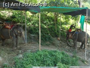 [P11] cu elefantul prin jungla » foto by buterfly*
 - 
<span class="allrVoted glyphicon glyphicon-heart hidden" id="av944853"></span>
<a class="m-l-10 hidden" id="sv944853" onclick="voting_Foto_DelVot(,944853,23453)" role="button">șterge vot <span class="glyphicon glyphicon-remove"></span></a>
<a id="v9944853" class=" c-red"  onclick="voting_Foto_SetVot(944853)" role="button"><span class="glyphicon glyphicon-heart-empty"></span> <b>LIKE</b> = Votează poza</a> <img class="hidden"  id="f944853W9" src="/imagini/loader.gif" border="0" /><span class="AjErrMes hidden" id="e944853ErM"></span>