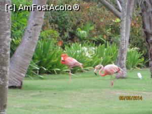 [P26] Un vis împlinit - Republica Dominicană - cu flamingo la plimbare » foto by nicole33
 - 
<span class="allrVoted glyphicon glyphicon-heart hidden" id="av1048175"></span>
<a class="m-l-10 hidden" id="sv1048175" onclick="voting_Foto_DelVot(,1048175,23455)" role="button">șterge vot <span class="glyphicon glyphicon-remove"></span></a>
<a id="v91048175" class=" c-red"  onclick="voting_Foto_SetVot(1048175)" role="button"><span class="glyphicon glyphicon-heart-empty"></span> <b>LIKE</b> = Votează poza</a> <img class="hidden"  id="f1048175W9" src="/imagini/loader.gif" border="0" /><span class="AjErrMes hidden" id="e1048175ErM"></span>