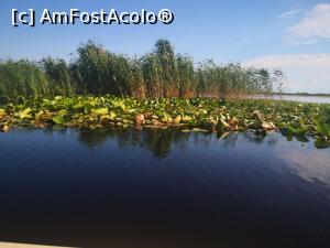 [P04] pe lacul Uzlina » foto by fan bulgaria
 - 
<span class="allrVoted glyphicon glyphicon-heart hidden" id="av1238468"></span>
<a class="m-l-10 hidden" id="sv1238468" onclick="voting_Foto_DelVot(,1238468,23462)" role="button">șterge vot <span class="glyphicon glyphicon-remove"></span></a>
<a id="v91238468" class=" c-red"  onclick="voting_Foto_SetVot(1238468)" role="button"><span class="glyphicon glyphicon-heart-empty"></span> <b>LIKE</b> = Votează poza</a> <img class="hidden"  id="f1238468W9" src="/imagini/loader.gif" border="0" /><span class="AjErrMes hidden" id="e1238468ErM"></span>