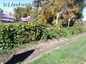[P54] 54. Acesta este mărginit de un gard viu de .... viță de vie. » foto by msnd
 - 
<span class="allrVoted glyphicon glyphicon-heart hidden" id="av1508952"></span>
<a class="m-l-10 hidden" id="sv1508952" onclick="voting_Foto_DelVot(,1508952,23475)" role="button">șterge vot <span class="glyphicon glyphicon-remove"></span></a>
<a id="v91508952" class=" c-red"  onclick="voting_Foto_SetVot(1508952)" role="button"><span class="glyphicon glyphicon-heart-empty"></span> <b>LIKE</b> = Votează poza</a> <img class="hidden"  id="f1508952W9" src="/imagini/loader.gif" border="0" /><span class="AjErrMes hidden" id="e1508952ErM"></span>
