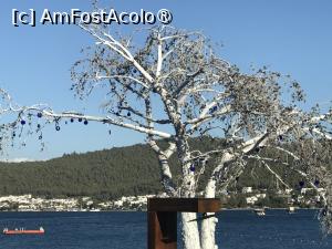 [P48] Lujo Bodrum - un copac cu flori foarte ... norocoase » foto by nicole33
 - 
<span class="allrVoted glyphicon glyphicon-heart hidden" id="av1407798"></span>
<a class="m-l-10 hidden" id="sv1407798" onclick="voting_Foto_DelVot(,1407798,23484)" role="button">șterge vot <span class="glyphicon glyphicon-remove"></span></a>
<a id="v91407798" class=" c-red"  onclick="voting_Foto_SetVot(1407798)" role="button"><span class="glyphicon glyphicon-heart-empty"></span> <b>LIKE</b> = Votează poza</a> <img class="hidden"  id="f1407798W9" src="/imagini/loader.gif" border="0" /><span class="AjErrMes hidden" id="e1407798ErM"></span>