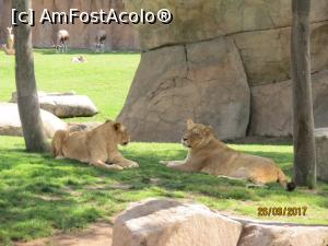 [P02] Bioparc » foto by mircik
 - 
<span class="allrVoted glyphicon glyphicon-heart hidden" id="av949232"></span>
<a class="m-l-10 hidden" id="sv949232" onclick="voting_Foto_DelVot(,949232,23517)" role="button">șterge vot <span class="glyphicon glyphicon-remove"></span></a>
<a id="v9949232" class=" c-red"  onclick="voting_Foto_SetVot(949232)" role="button"><span class="glyphicon glyphicon-heart-empty"></span> <b>LIKE</b> = Votează poza</a> <img class="hidden"  id="f949232W9" src="/imagini/loader.gif" border="0" /><span class="AjErrMes hidden" id="e949232ErM"></span>