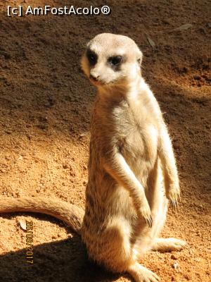 [P07] bioparc Valencia » foto by mircik
 - 
<span class="allrVoted glyphicon glyphicon-heart hidden" id="av949278"></span>
<a class="m-l-10 hidden" id="sv949278" onclick="voting_Foto_DelVot(,949278,23517)" role="button">șterge vot <span class="glyphicon glyphicon-remove"></span></a>
<a id="v9949278" class=" c-red"  onclick="voting_Foto_SetVot(949278)" role="button"><span class="glyphicon glyphicon-heart-empty"></span> <b>LIKE</b> = Votează poza</a> <img class="hidden"  id="f949278W9" src="/imagini/loader.gif" border="0" /><span class="AjErrMes hidden" id="e949278ErM"></span>