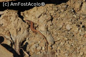 [P20] Gușter, din fauna locului » foto by Dragoș_MD
 - 
<span class="allrVoted glyphicon glyphicon-heart hidden" id="av942348"></span>
<a class="m-l-10 hidden" id="sv942348" onclick="voting_Foto_DelVot(,942348,23551)" role="button">șterge vot <span class="glyphicon glyphicon-remove"></span></a>
<a id="v9942348" class=" c-red"  onclick="voting_Foto_SetVot(942348)" role="button"><span class="glyphicon glyphicon-heart-empty"></span> <b>LIKE</b> = Votează poza</a> <img class="hidden"  id="f942348W9" src="/imagini/loader.gif" border="0" /><span class="AjErrMes hidden" id="e942348ErM"></span>