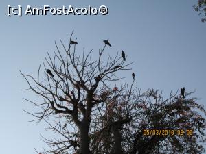 [P25] un copac cu ciooori!  » foto by adri-nico
 - 
<span class="allrVoted glyphicon glyphicon-heart hidden" id="av953456"></span>
<a class="m-l-10 hidden" id="sv953456" onclick="voting_Foto_DelVot(,953456,23559)" role="button">șterge vot <span class="glyphicon glyphicon-remove"></span></a>
<a id="v9953456" class=" c-red"  onclick="voting_Foto_SetVot(953456)" role="button"><span class="glyphicon glyphicon-heart-empty"></span> <b>LIKE</b> = Votează poza</a> <img class="hidden"  id="f953456W9" src="/imagini/loader.gif" border="0" /><span class="AjErrMes hidden" id="e953456ErM"></span>