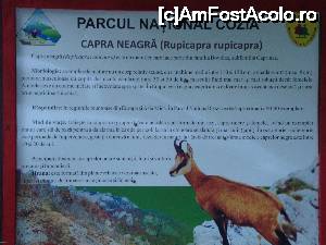 [P27] Pe traseu erau amplasate din loc în loc astfel de panouri informative. De data aceasta vedeta este capra neagră.  » foto by Floryn81
 - 
<span class="allrVoted glyphicon glyphicon-heart hidden" id="av679914"></span>
<a class="m-l-10 hidden" id="sv679914" onclick="voting_Foto_DelVot(,679914,23593)" role="button">șterge vot <span class="glyphicon glyphicon-remove"></span></a>
<a id="v9679914" class=" c-red"  onclick="voting_Foto_SetVot(679914)" role="button"><span class="glyphicon glyphicon-heart-empty"></span> <b>LIKE</b> = Votează poza</a> <img class="hidden"  id="f679914W9" src="/imagini/loader.gif" border="0" /><span class="AjErrMes hidden" id="e679914ErM"></span>