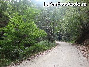 [P06] Drumul forestier poate fi străbătut cu atenție și cu mașina, însă eu vă recomand să-l parcurgeți pe jos. E prea frumoasă zona ca să nu vă puteți bucura suficient de ea.  » foto by Floryn81
 - 
<span class="allrVoted glyphicon glyphicon-heart hidden" id="av679888"></span>
<a class="m-l-10 hidden" id="sv679888" onclick="voting_Foto_DelVot(,679888,23593)" role="button">șterge vot <span class="glyphicon glyphicon-remove"></span></a>
<a id="v9679888" class=" c-red"  onclick="voting_Foto_SetVot(679888)" role="button"><span class="glyphicon glyphicon-heart-empty"></span> <b>LIKE</b> = Votează poza</a> <img class="hidden"  id="f679888W9" src="/imagini/loader.gif" border="0" /><span class="AjErrMes hidden" id="e679888ErM"></span>