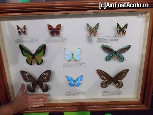 [P22] Fluturi imenşi şi minunat coloraţi la Butterfly Park & Insect Kingdom.  » foto by mprofeanu
 - 
<span class="allrVoted glyphicon glyphicon-heart hidden" id="av597806"></span>
<a class="m-l-10 hidden" id="sv597806" onclick="voting_Foto_DelVot(,597806,23598)" role="button">șterge vot <span class="glyphicon glyphicon-remove"></span></a>
<a id="v9597806" class=" c-red"  onclick="voting_Foto_SetVot(597806)" role="button"><span class="glyphicon glyphicon-heart-empty"></span> <b>LIKE</b> = Votează poza</a> <img class="hidden"  id="f597806W9" src="/imagini/loader.gif" border="0" /><span class="AjErrMes hidden" id="e597806ErM"></span>