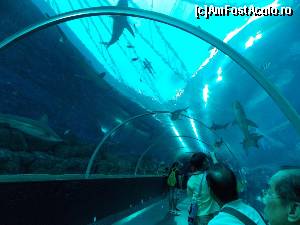 [P27] Tunel printre animalele marine de la S. E. A. Aquarium.  » foto by mprofeanu
 - 
<span class="allrVoted glyphicon glyphicon-heart hidden" id="av597811"></span>
<a class="m-l-10 hidden" id="sv597811" onclick="voting_Foto_DelVot(,597811,23598)" role="button">șterge vot <span class="glyphicon glyphicon-remove"></span></a>
<a id="v9597811" class=" c-red"  onclick="voting_Foto_SetVot(597811)" role="button"><span class="glyphicon glyphicon-heart-empty"></span> <b>LIKE</b> = Votează poza</a> <img class="hidden"  id="f597811W9" src="/imagini/loader.gif" border="0" /><span class="AjErrMes hidden" id="e597811ErM"></span>