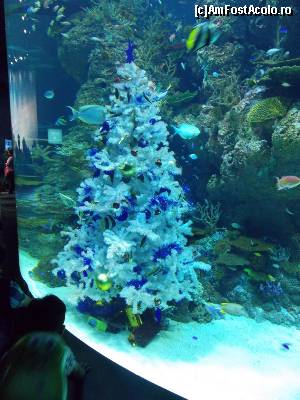 [P28] Pomul de Craciun al animalelor marine din S. E. A. Aquarium » foto by mprofeanu
 - 
<span class="allrVoted glyphicon glyphicon-heart hidden" id="av597812"></span>
<a class="m-l-10 hidden" id="sv597812" onclick="voting_Foto_DelVot(,597812,23598)" role="button">șterge vot <span class="glyphicon glyphicon-remove"></span></a>
<a id="v9597812" class=" c-red"  onclick="voting_Foto_SetVot(597812)" role="button"><span class="glyphicon glyphicon-heart-empty"></span> <b>LIKE</b> = Votează poza</a> <img class="hidden"  id="f597812W9" src="/imagini/loader.gif" border="0" /><span class="AjErrMes hidden" id="e597812ErM"></span>